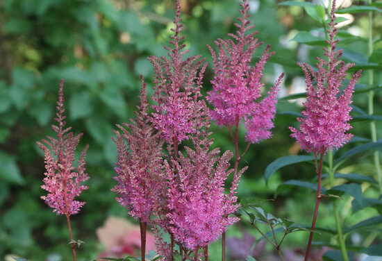 Astibė (Astilbe) nr.2